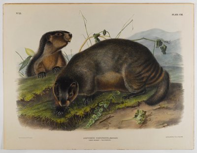 Marmota canosa de John James Audubon