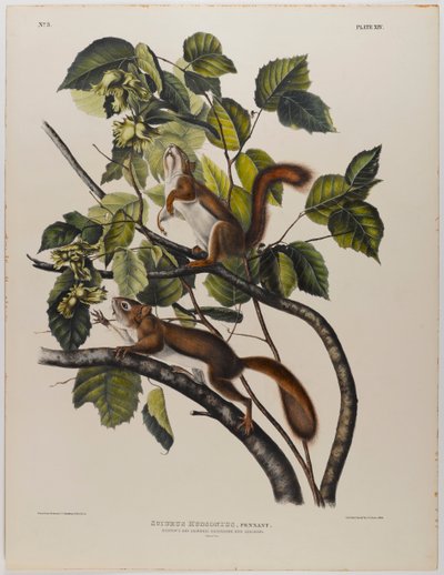 Ardilla de la Bahía de Hudson de John James Audubon