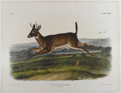 Ciervo de cola larga, 1847 de John James Audubon