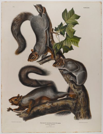 Ardilla migratoria de John James Audubon