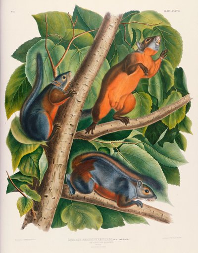 Ardilla de vientre rojo de John James Audubon