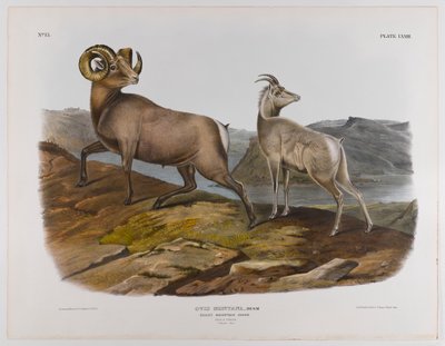 Oveja de las Montañas Rocosas, 1845 de John James Audubon