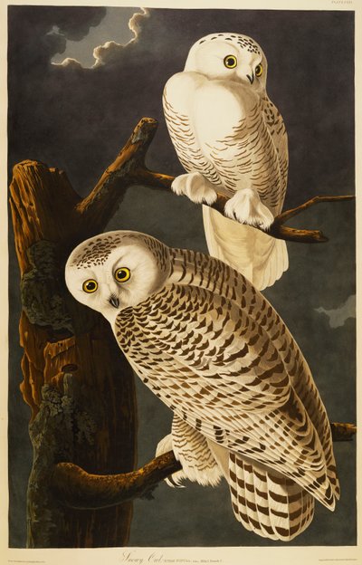 Búho nival de John James Audubon