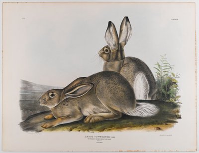 Liebre de las Montañas Rocosas de Townsend, 1842 de John James Audubon