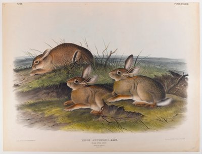 Liebre de ajenjo de John James Audubon