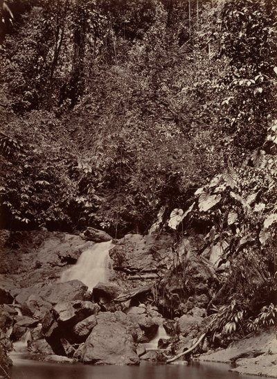 Paisaje Tropical, Cascada, Río Limón de John Moran