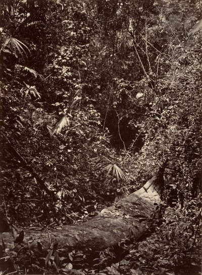 Paisaje tropical, selva tropical, 1871 de John Moran