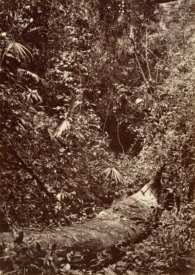 Paisaje tropical, selva tropical de John Moran