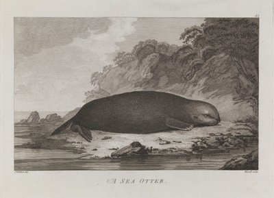 Una nutria marina de John Webber