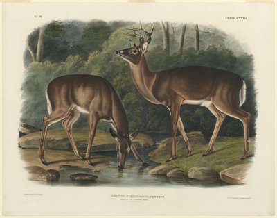 Cervus Virginianus de John Woodhouse Audubon