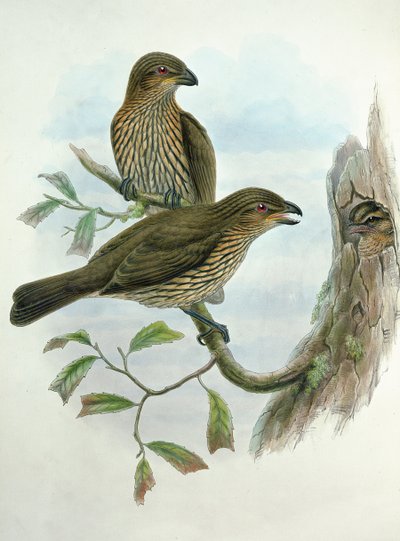 Ailuroedus Dentirostris, Catbird de Pico Dentado de John and Hart, William Gould