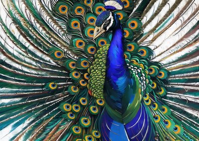 Animales: Pavo real 4 de Josef Johann Michel