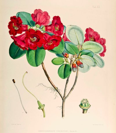 Rhododendron thomsonii, 1895 de Joseph Dalton Hooker