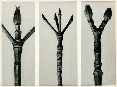 Cornus Nuttallii, 1929 de Karl Blossfeldt