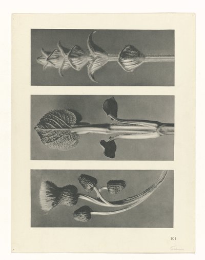 estudio de planos Arquetipos del arte (título de la serie) de Karl Blossfeldt