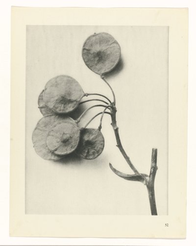 estudio de planos Arquetipos del arte (título de la serie) de Karl Blossfeldt