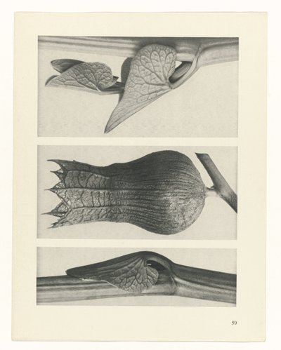 estudio de planos Arquetipos del arte (título de la serie) de Karl Blossfeldt