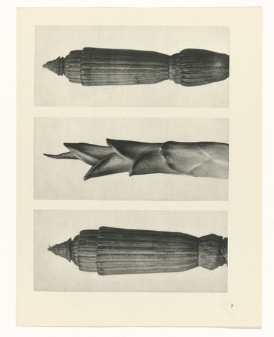 estudio de planos Arquetipos del arte (título de la serie) de Karl Blossfeldt