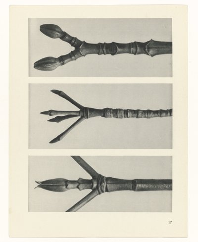 estudio de planos Arquetipos del arte (título de la serie) de Karl Blossfeldt