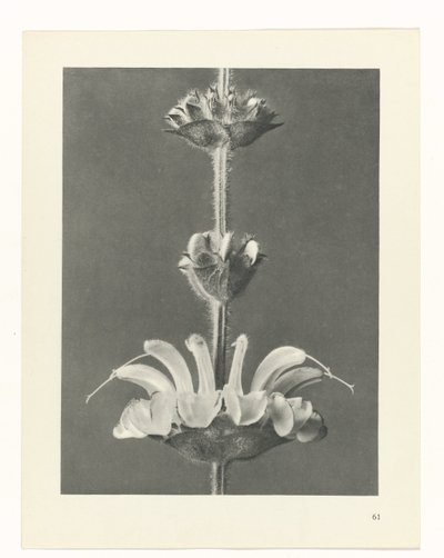 estudio de planos Arquetipos del arte (título de la serie) de Karl Blossfeldt