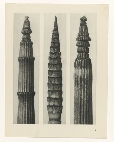 estudio de planos Arquetipos del arte (título de la serie) de Karl Blossfeldt