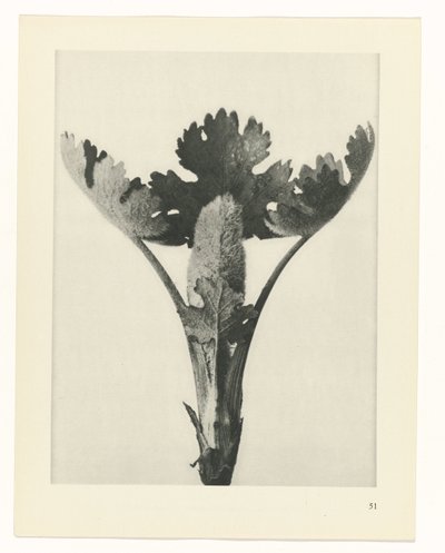 estudio de planos Arquetipos del arte (título de la serie) de Karl Blossfeldt