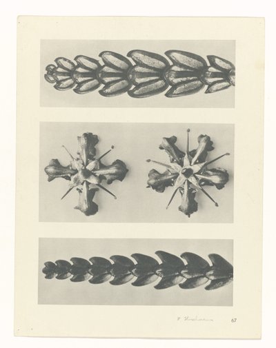 estudio de planos Arquetipos del arte (título de la serie) de Karl Blossfeldt