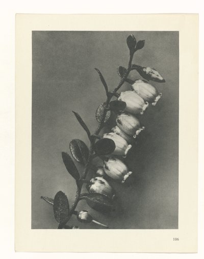 estudio de planos Arquetipos del arte (título de la serie) de Karl Blossfeldt