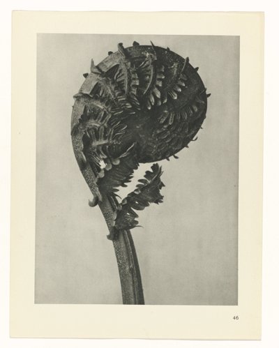 estudio de planos Arquetipos del arte (título de la serie) de Karl Blossfeldt