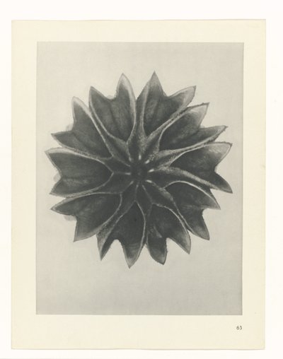 estudio de planos Arquetipos del arte (título de la serie) de Karl Blossfeldt