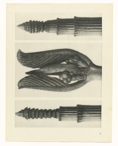 estudio de planos Arquetipos del arte (título de la serie) de Karl Blossfeldt