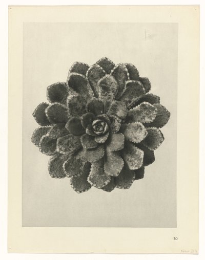 estudio de planos Arquetipos del arte (título de la serie) de Karl Blossfeldt