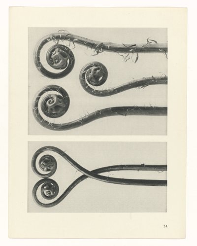 estudio de planos Arquetipos del arte (título de la serie) de Karl Blossfeldt