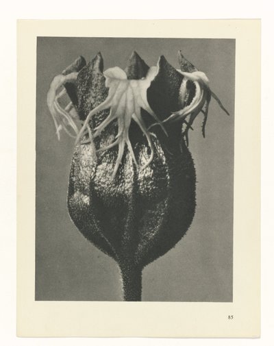 estudio de planos Arquetipos del arte (título de la serie) de Karl Blossfeldt