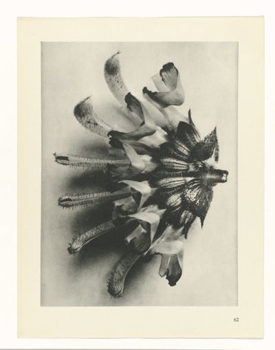 estudio de planos Arquetipos del arte (título de la serie) de Karl Blossfeldt