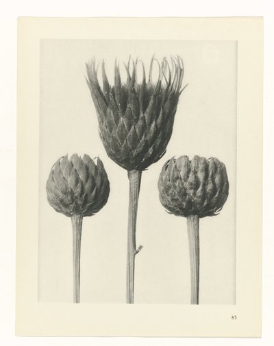 estudio de planos Arquetipos del arte (título de la serie) de Karl Blossfeldt