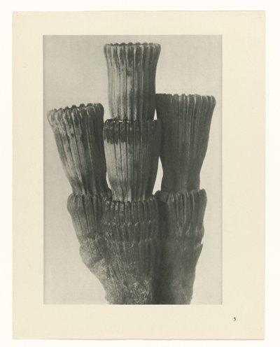 estudio de planos Arquetipos del arte (título de la serie) de Karl Blossfeldt