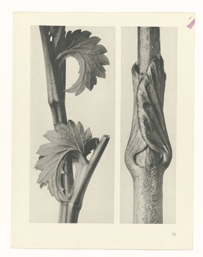 estudio de planos Arquetipos del arte (título de la serie) de Karl Blossfeldt