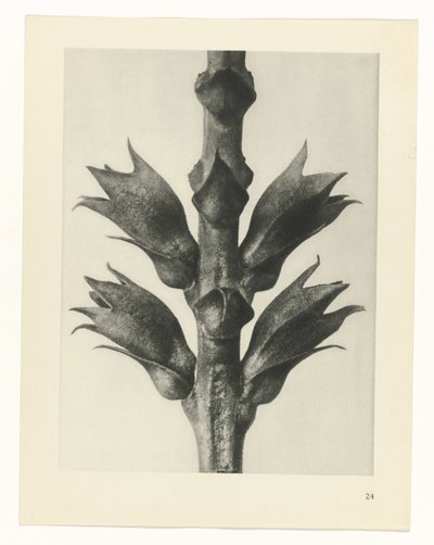 estudio de planos Arquetipos del arte (título de la serie) de Karl Blossfeldt