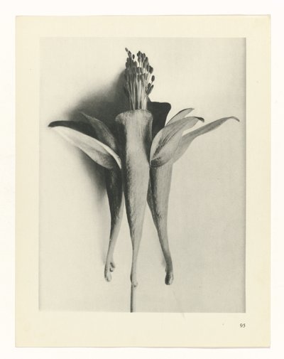 estudio de planos Arquetipos del arte (título de la serie) de Karl Blossfeldt