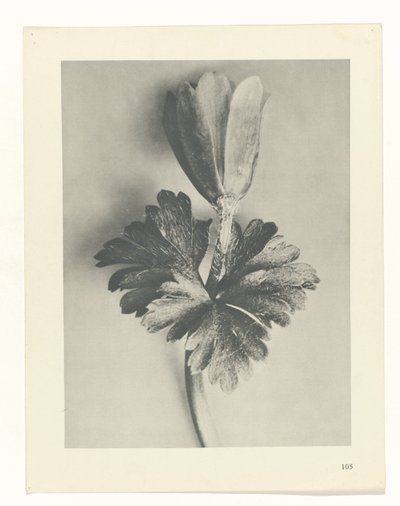 estudio de planos Arquetipos del arte (título de la serie) de Karl Blossfeldt