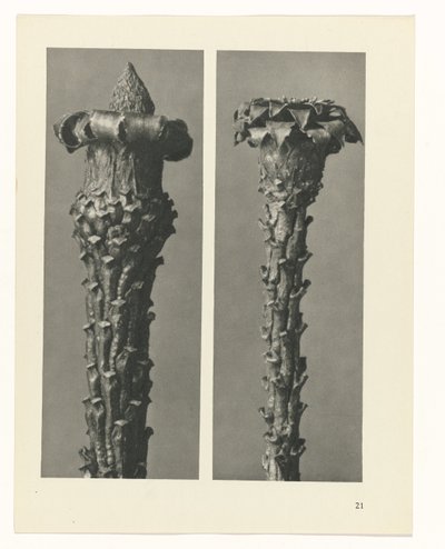 estudio de planos Arquetipos del arte (título de la serie) de Karl Blossfeldt