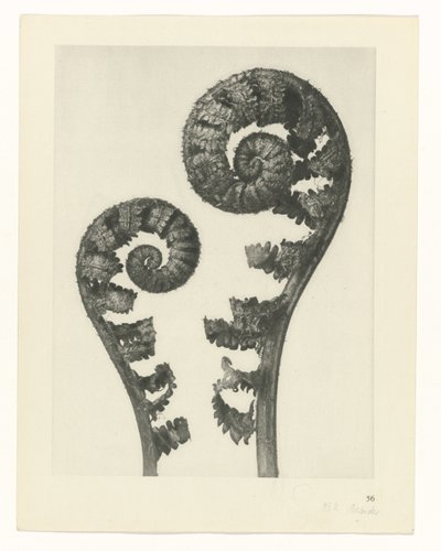 estudio de planos Arquetipos del arte (título de la serie) de Karl Blossfeldt