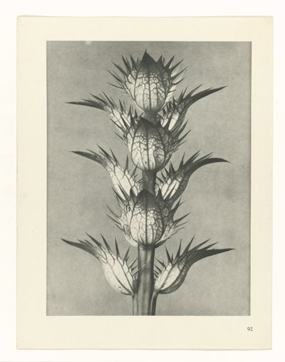 estudio de planos Arquetipos del arte (título de la serie) de Karl Blossfeldt