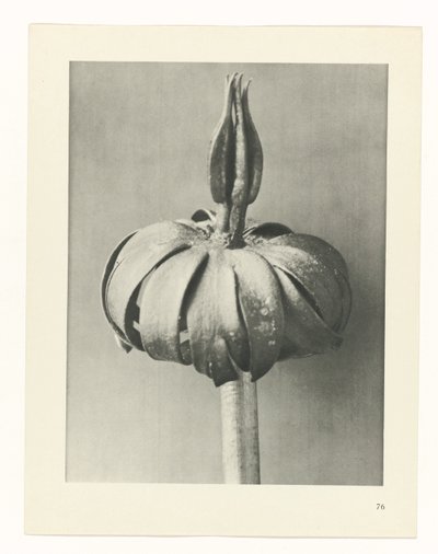 estudio de planos Arquetipos del arte (título de la serie) de Karl Blossfeldt