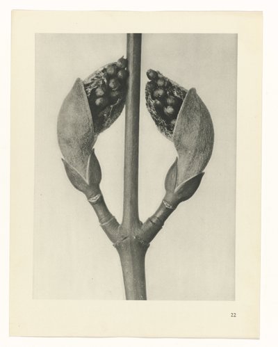 estudio de planos Arquetipos del arte (título de la serie) de Karl Blossfeldt