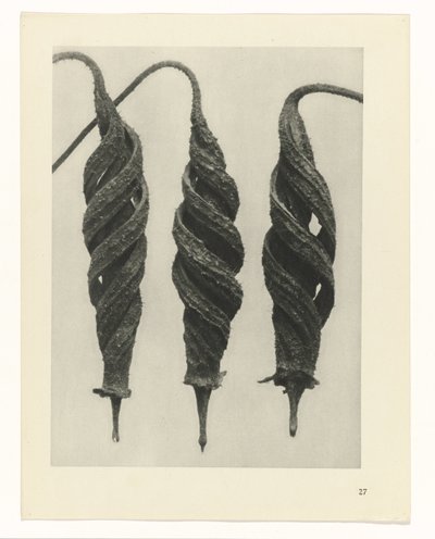 estudio de planos Arquetipos del arte (título de la serie) de Karl Blossfeldt