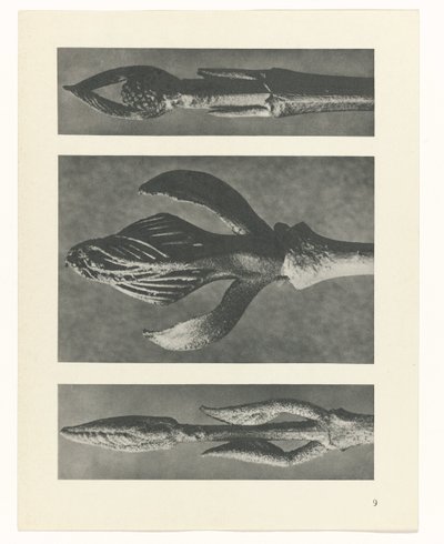 estudio de planos Arquetipos del arte (título de la serie) de Karl Blossfeldt