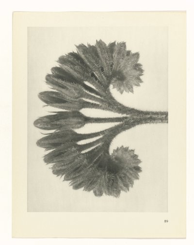 estudio de planos Arquetipos del arte (título de la serie) de Karl Blossfeldt