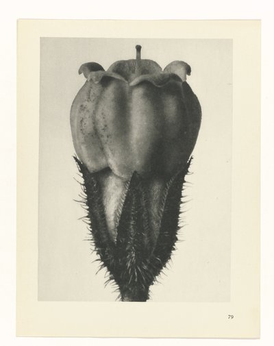 estudio de planos Arquetipos del arte (título de la serie) de Karl Blossfeldt